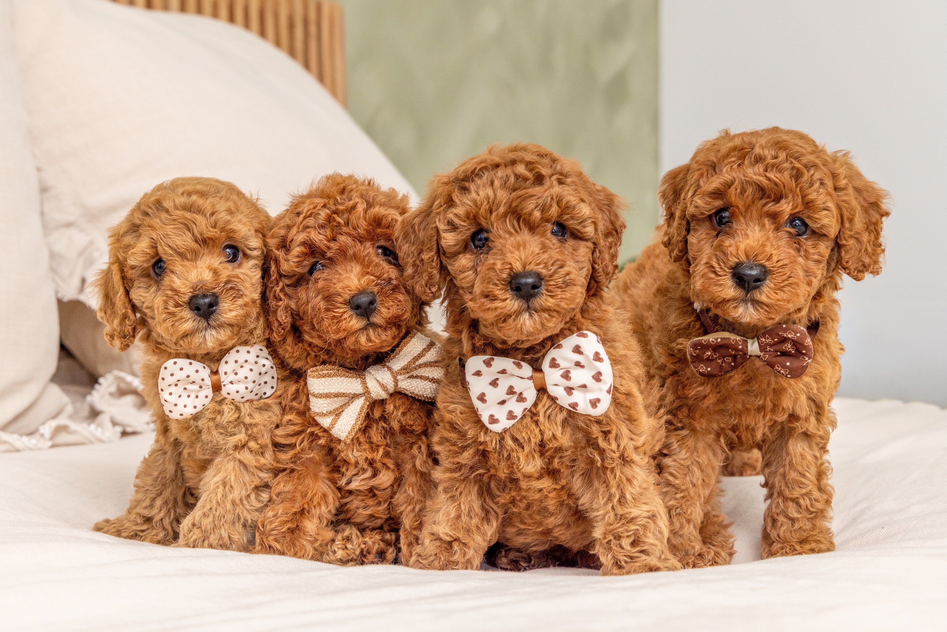 Cavoodle litter with bow ties breeder photography Sydney