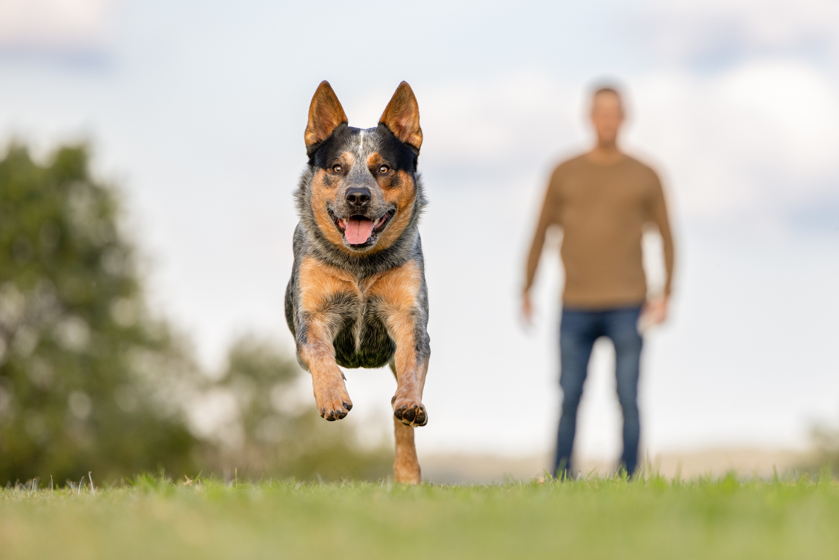 Cattle dog lifestyle shoot outdoor pet photography Sydney