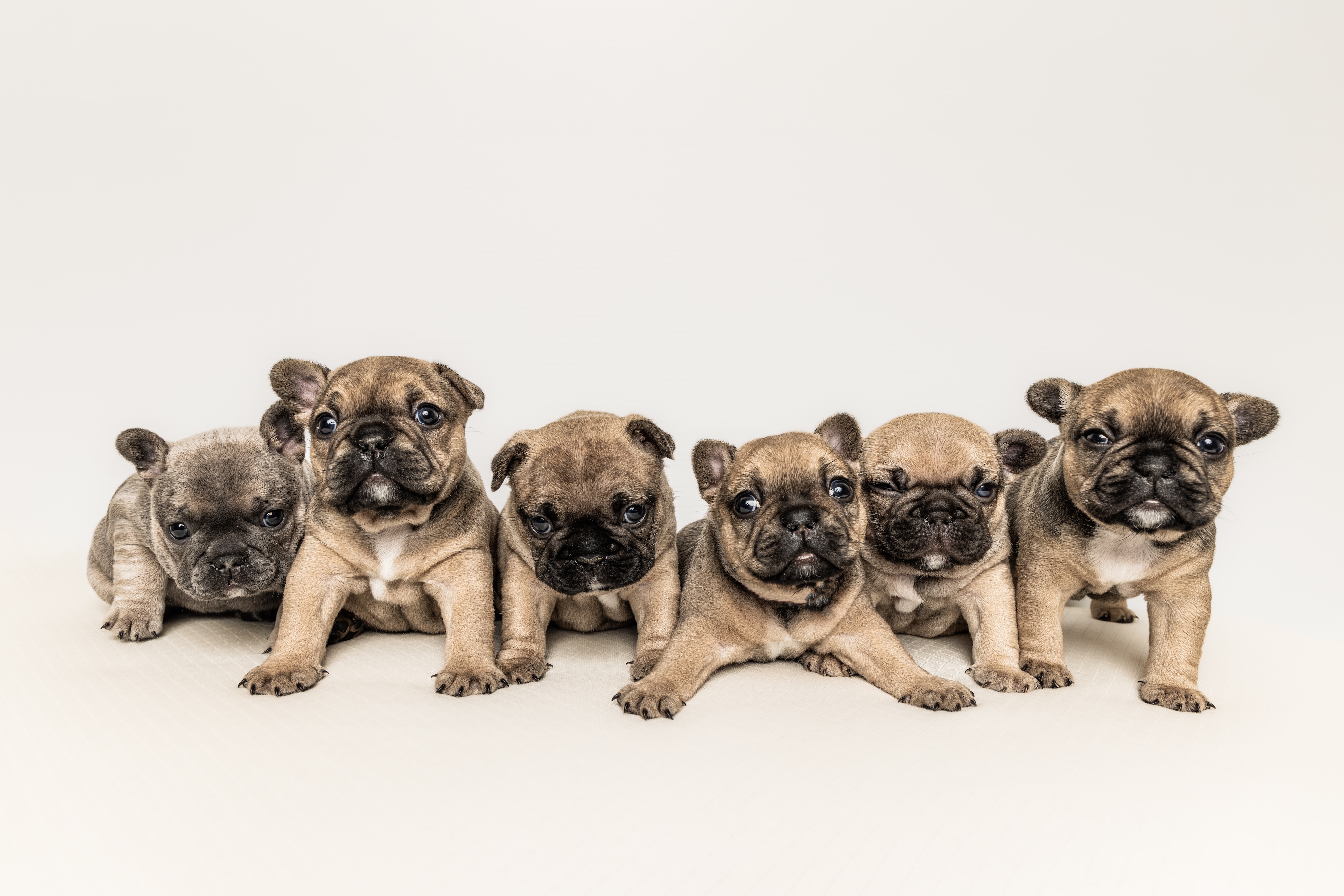 French Bulldog litter breeder photography Sydney