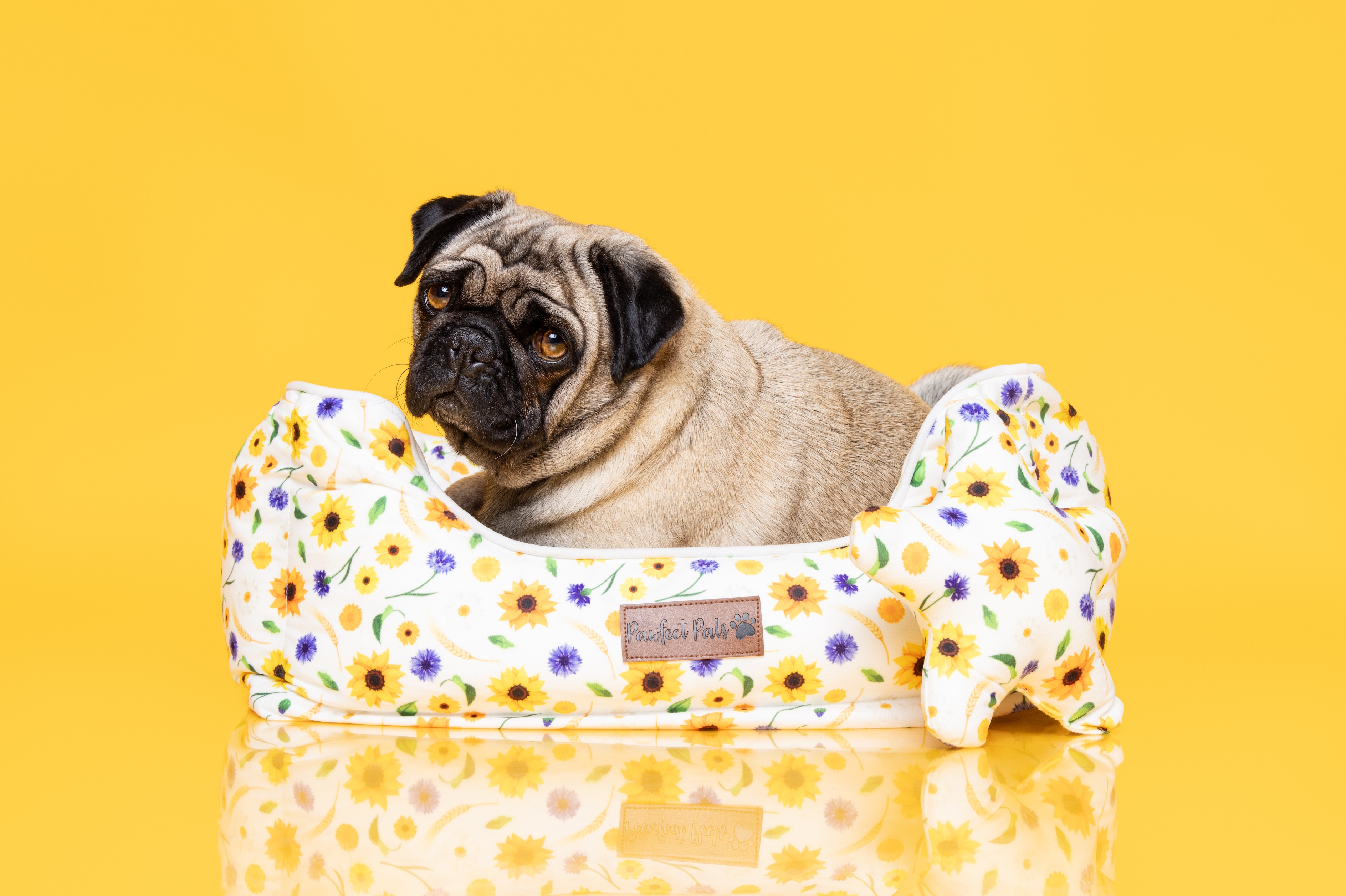 Pawfect Pals pug in dog bed product photography