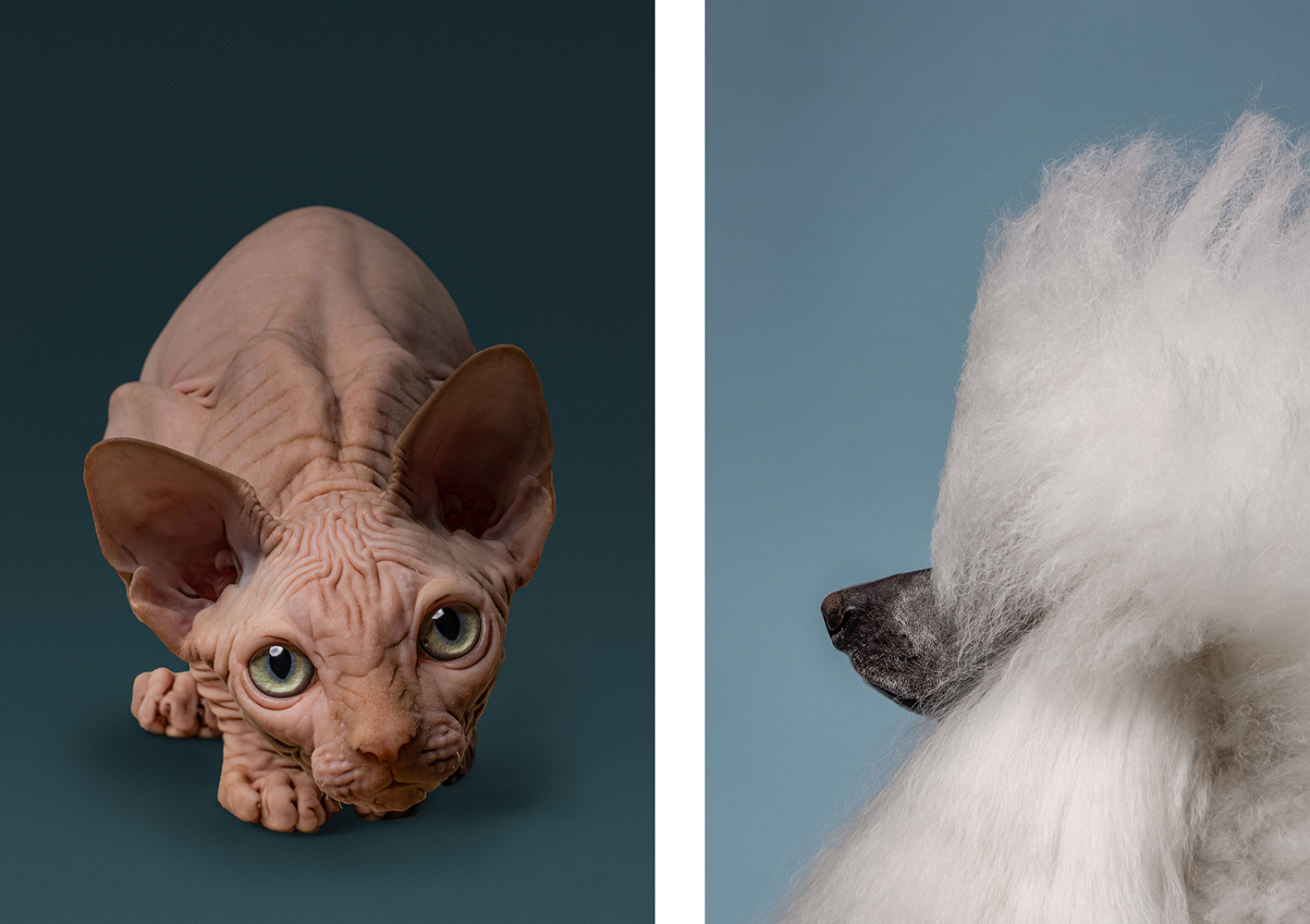 sphynx cat and standard poodle photography sphynx cat and standard poodle photography