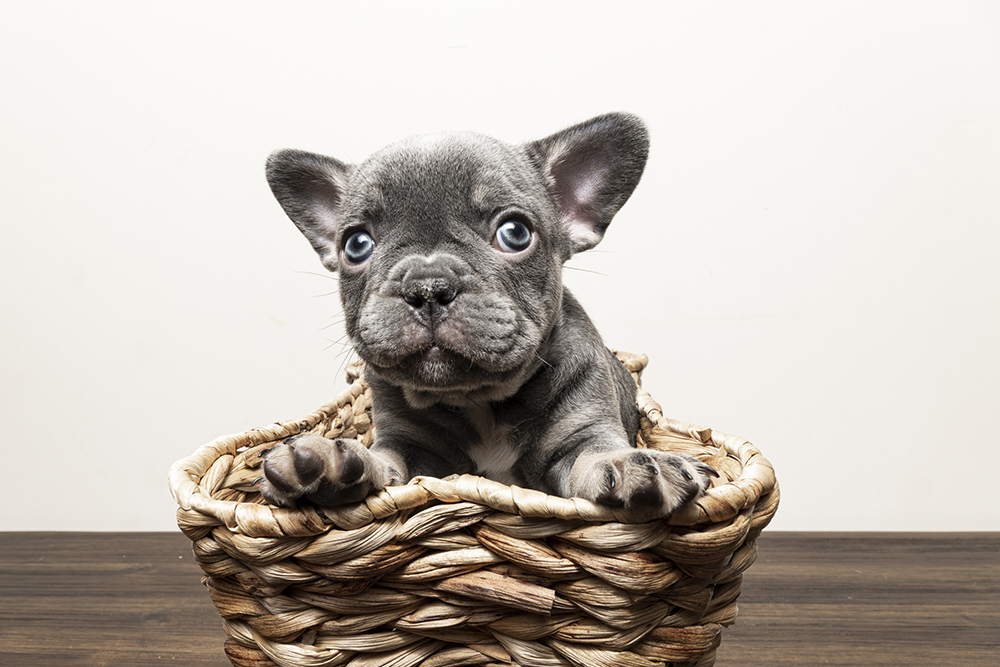 Puppy litter breeder photography Sydney