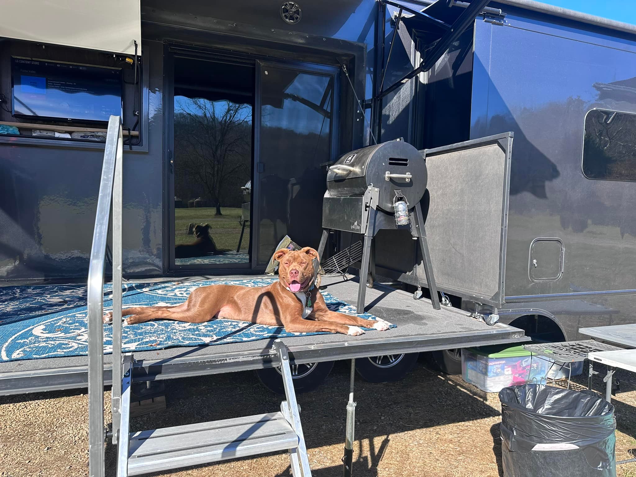 Dog relaxing on the RV deck at the campsite