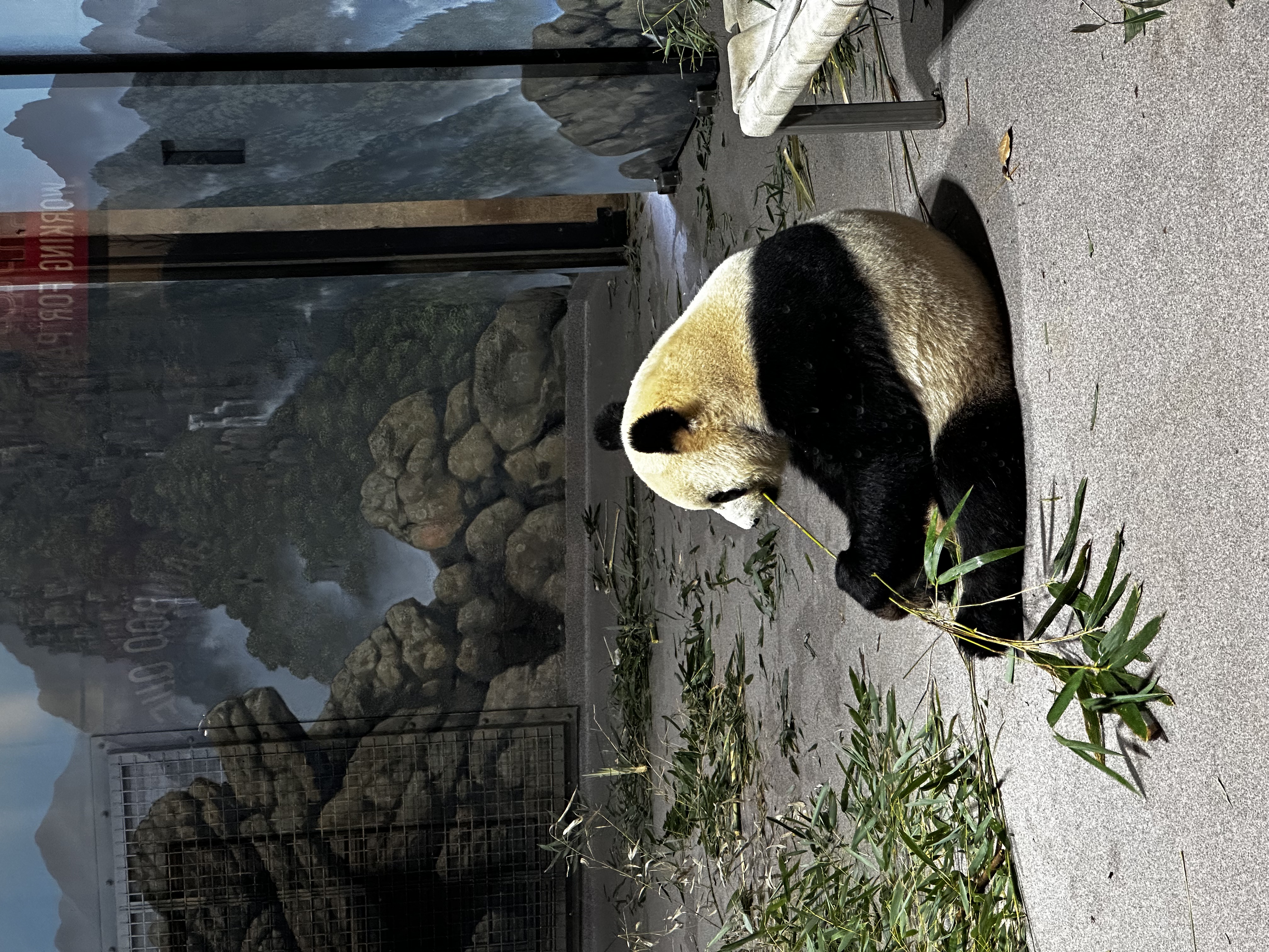 Giant panda eating bamboo at Smithsonian National Zoo Washington DC
