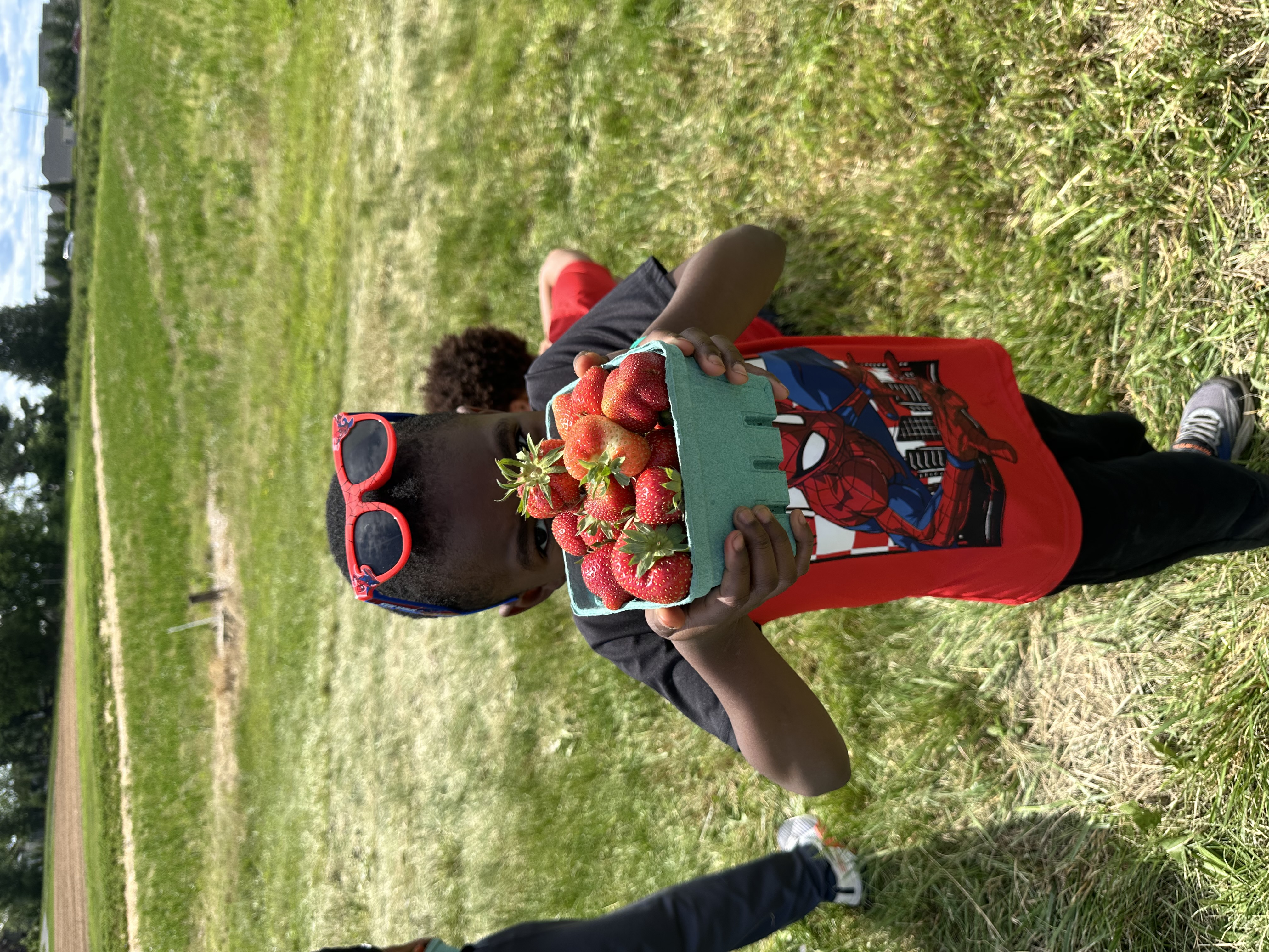 Young child holding up picked ripe red strawberries off the vine