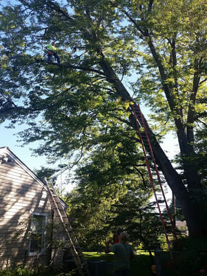 Tree service in Tulsa