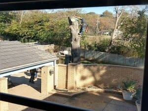 Tree removal in Tulsa