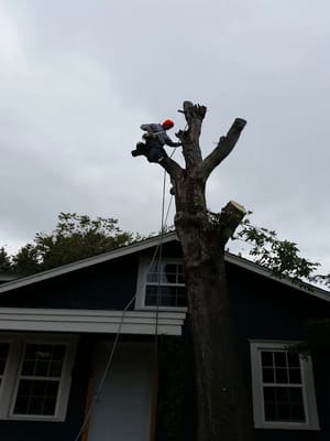 Tree service in Broken arrow