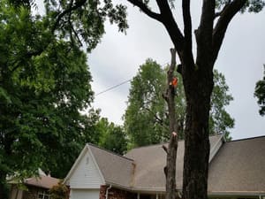 Tree removal in Broken arrow