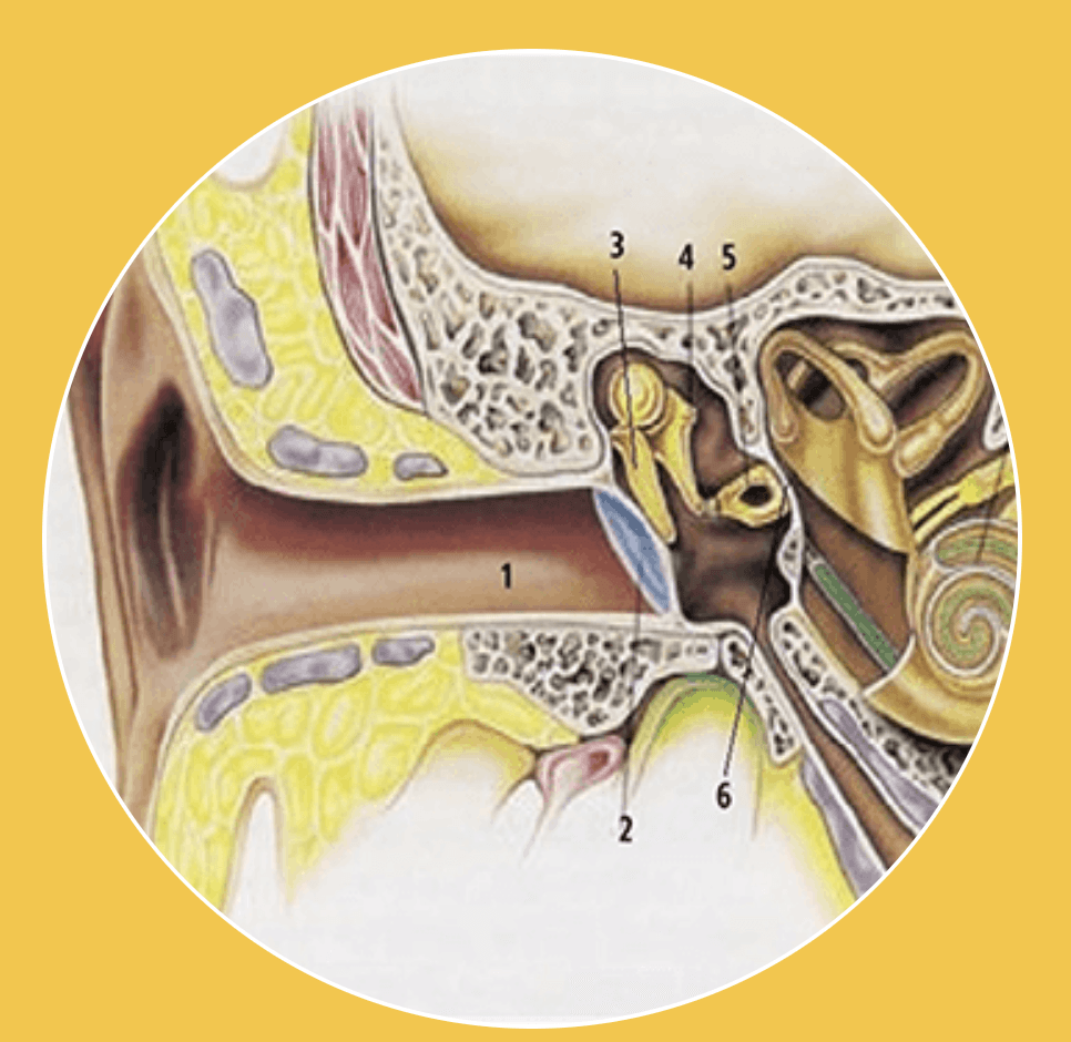  schéma imagée de l'oreille interne à l'intérieur du crâne