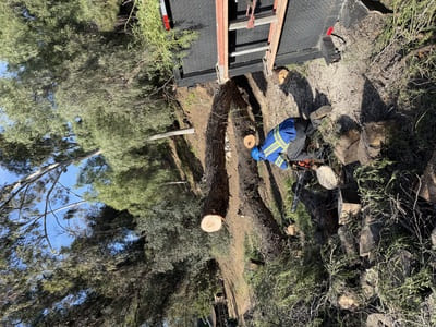 Tree removal in Fontana