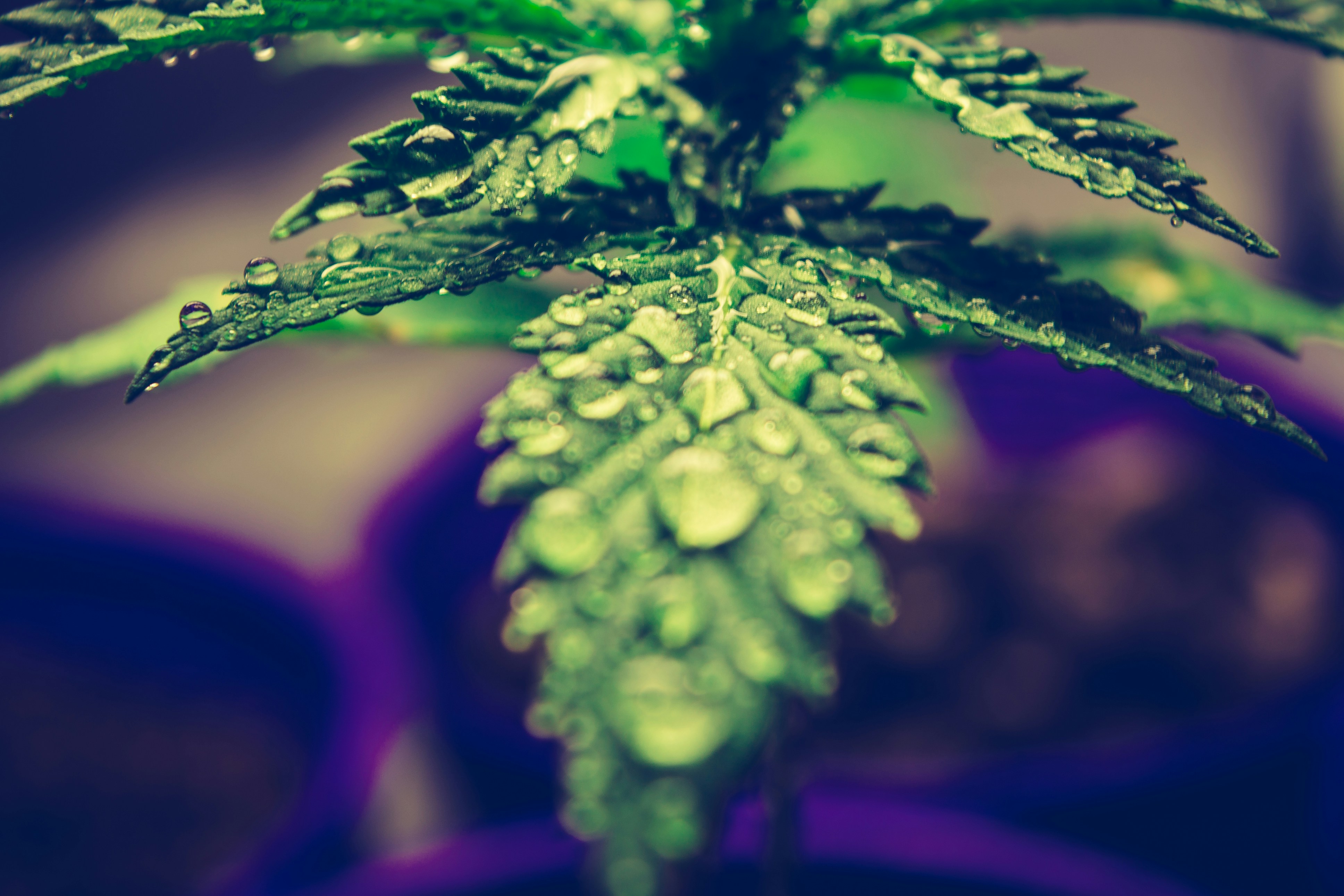 The Hidden Role of Humidity in Cannabis Quality