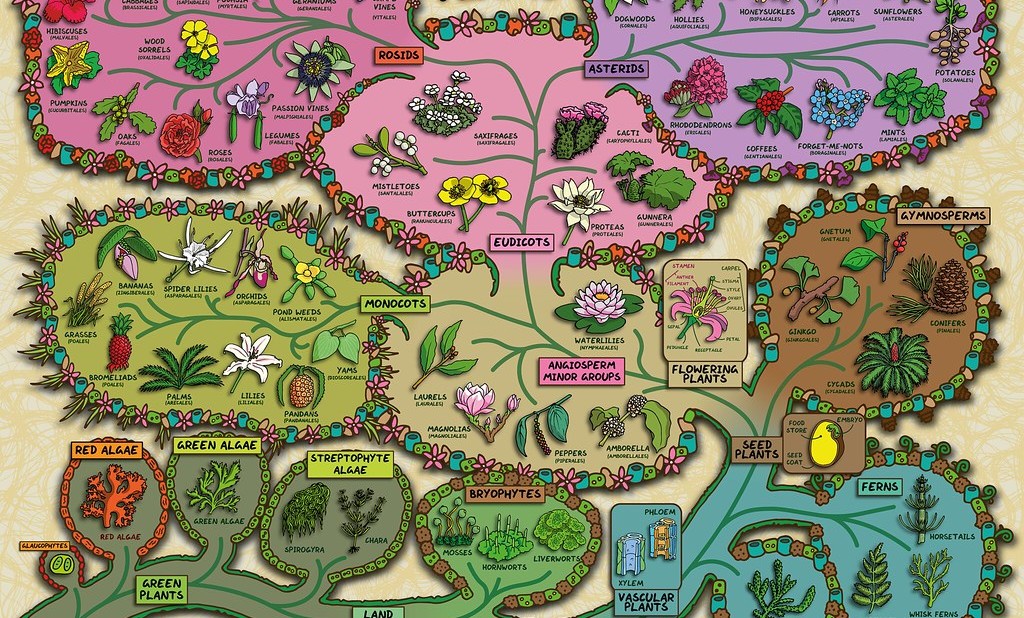 Plants That Changed Human History: Where Cannabis Fits Into the Story