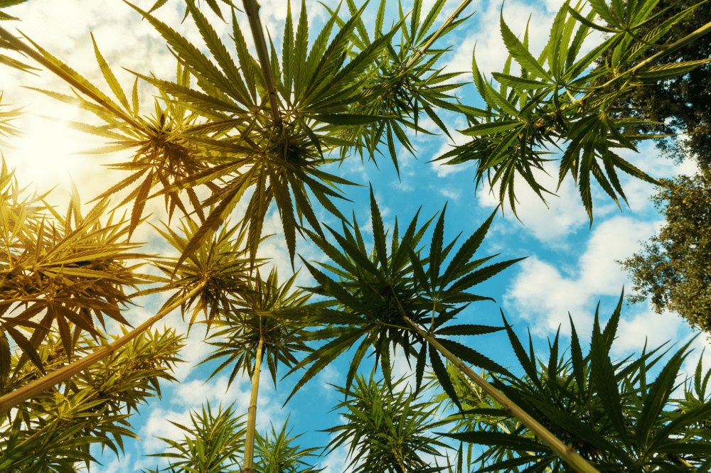 Why Every Cannabis Harvest Is Different: Nature Doesn't Repeat Itself