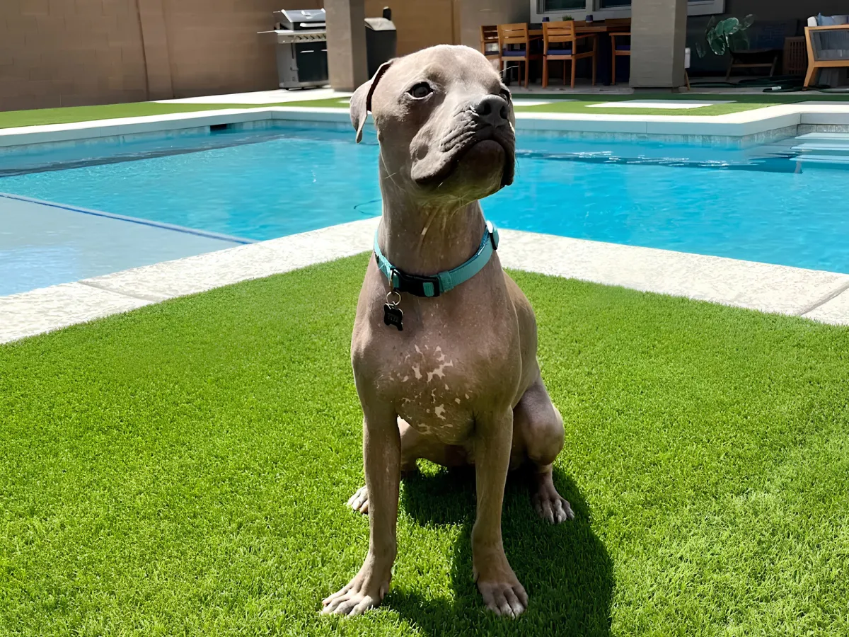 A gray hairless dog wearing a blue collar sits on artificial green turf beside a bright blue swimming pool.