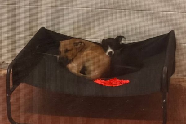 puppies isolating puppies isolating