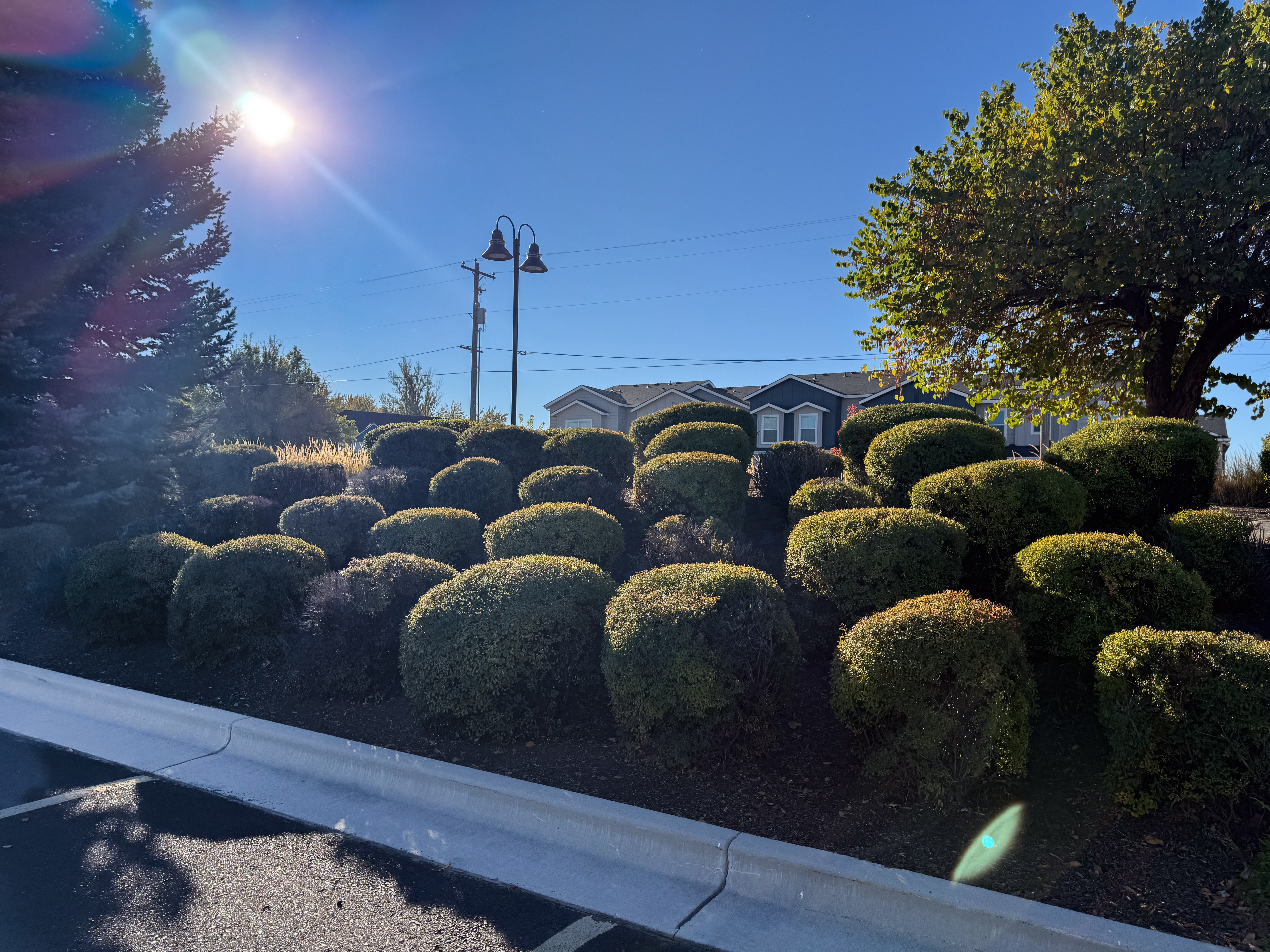 Lawn Care & Shrub Shaping