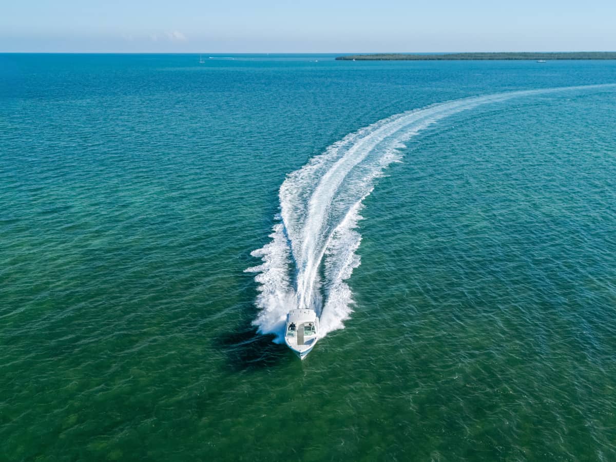 Cobia running in the Florida Keys