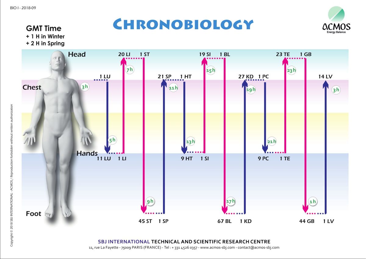 ACMOS Chronobiology organ clock (SBJ International, BIO I 2018-09)