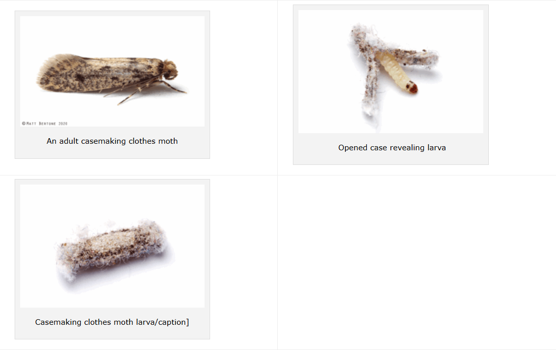 An adult casemaking clothes moth