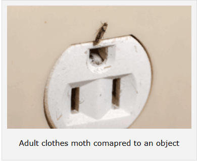 Adult clothes moth comapred to an object