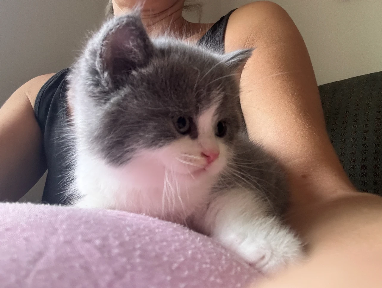 British kitten walking