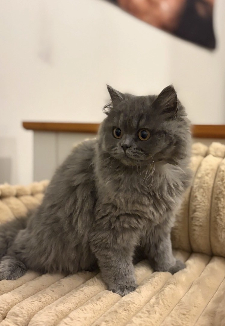 British kitten looking up