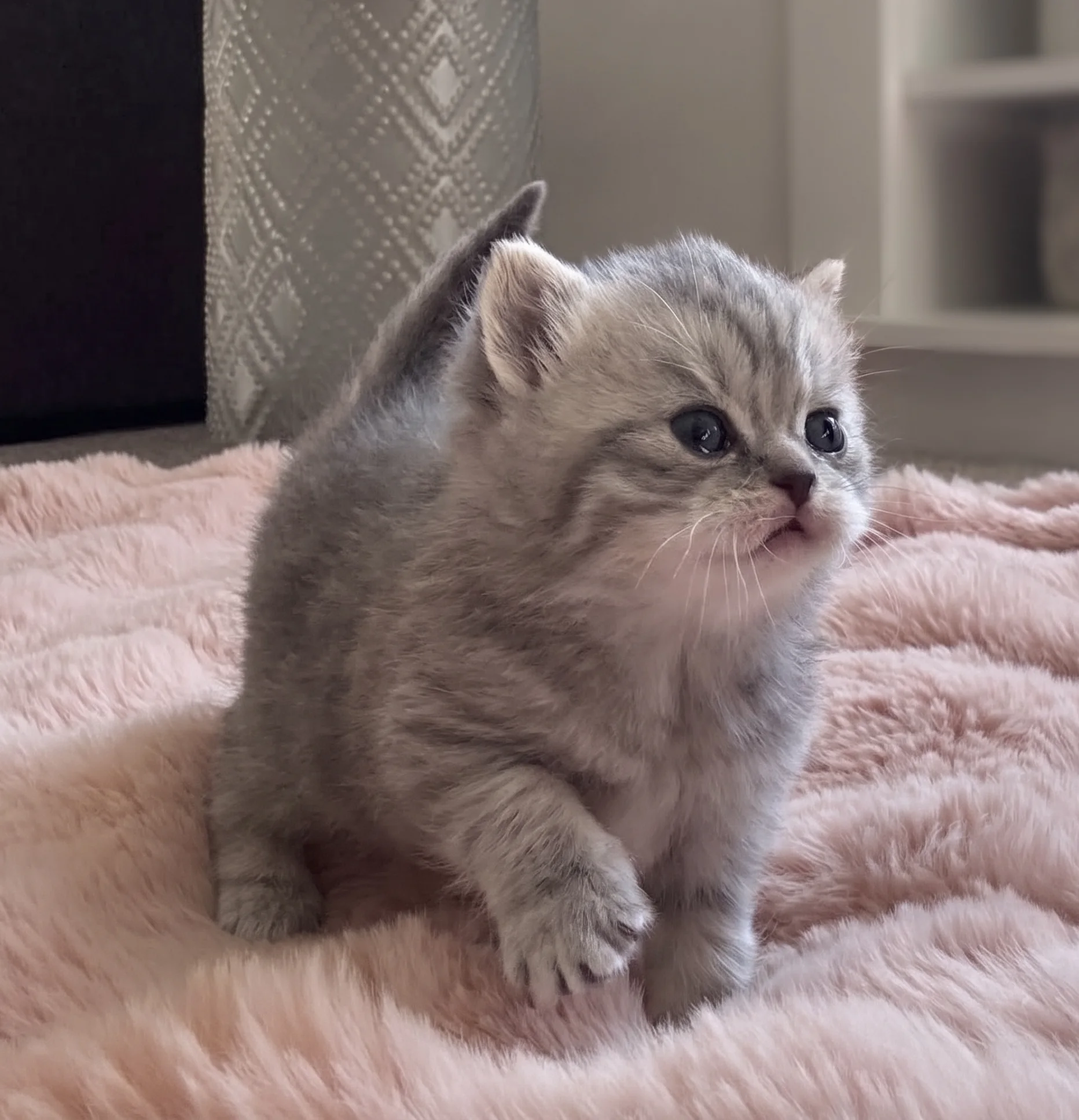 A sleeping British kitten