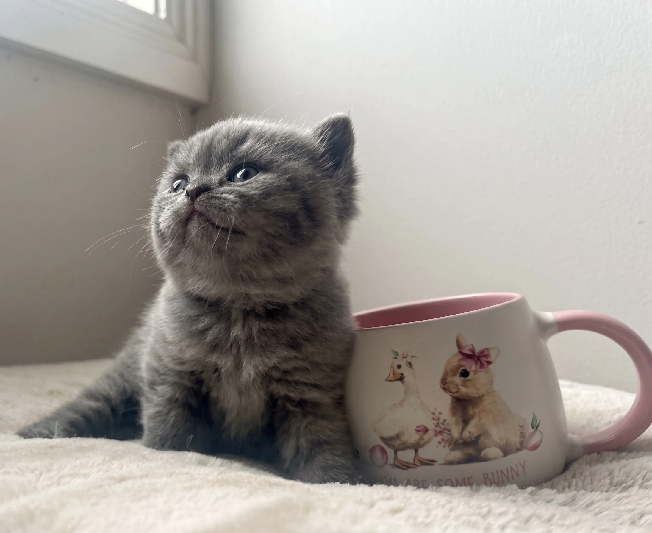 British Shorthair kitten at home