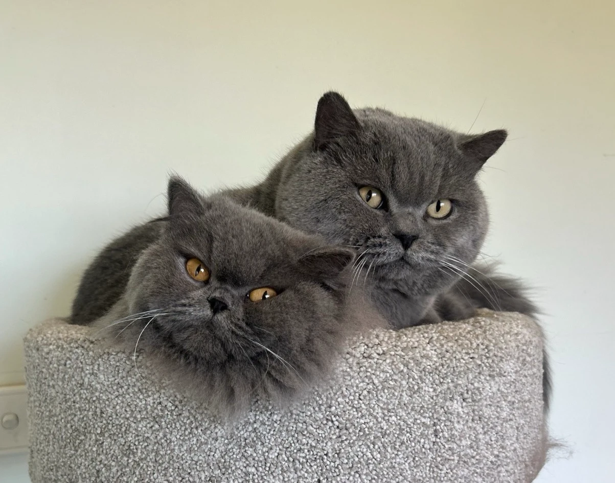 Should you get two British kittens? An honest answer from a breeder