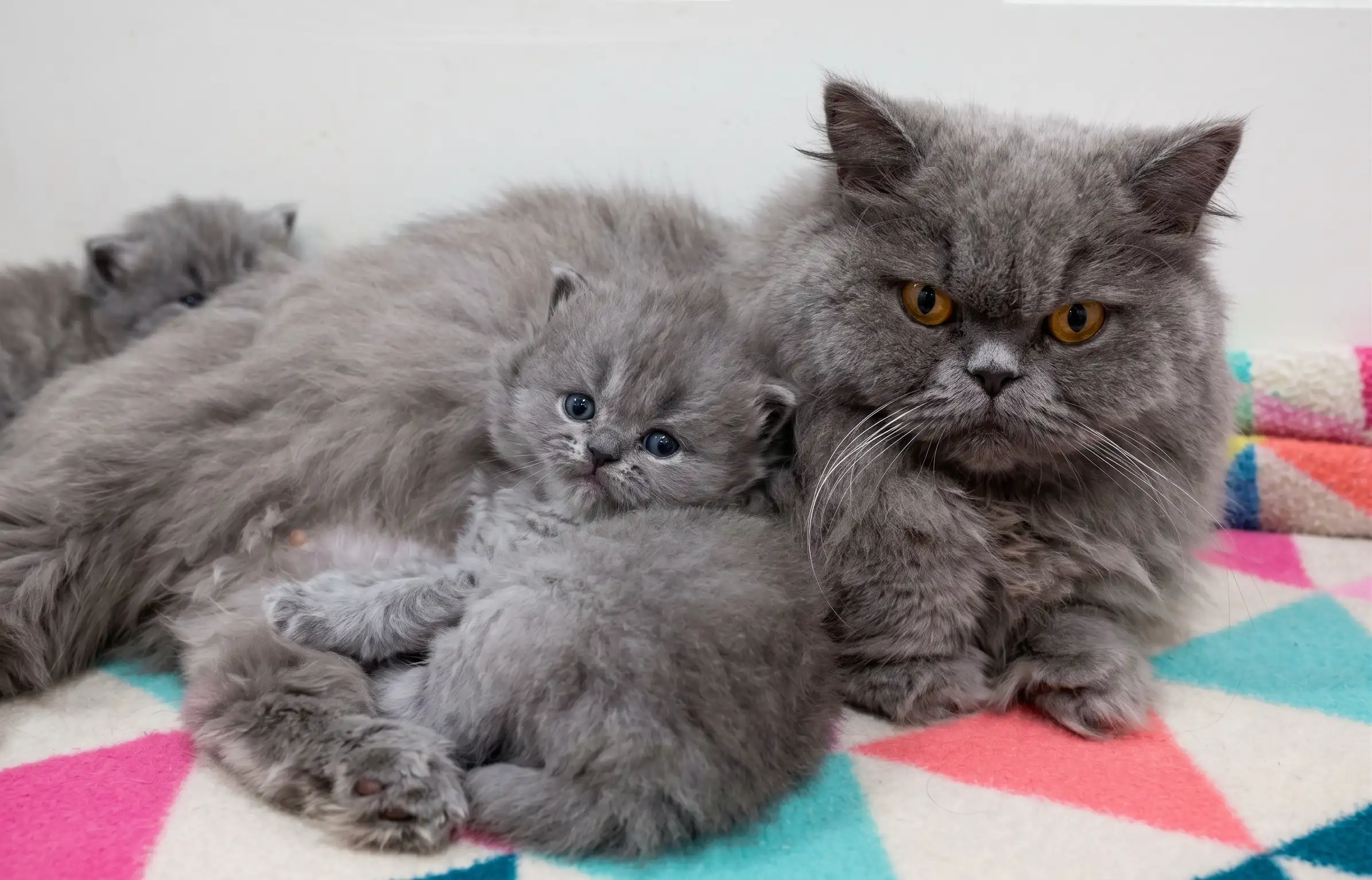 British Shorthair kitten settling in at home