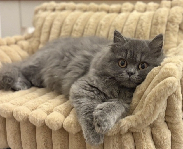 British Shorthair cat close up