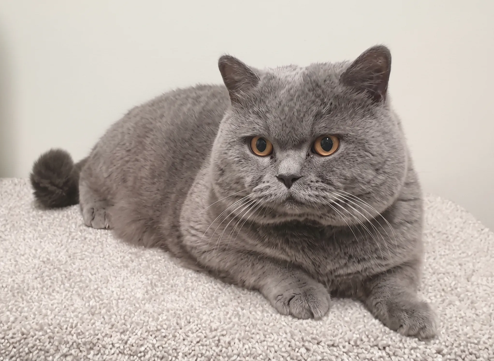 PKD in British cats: what every prospective owner should understand