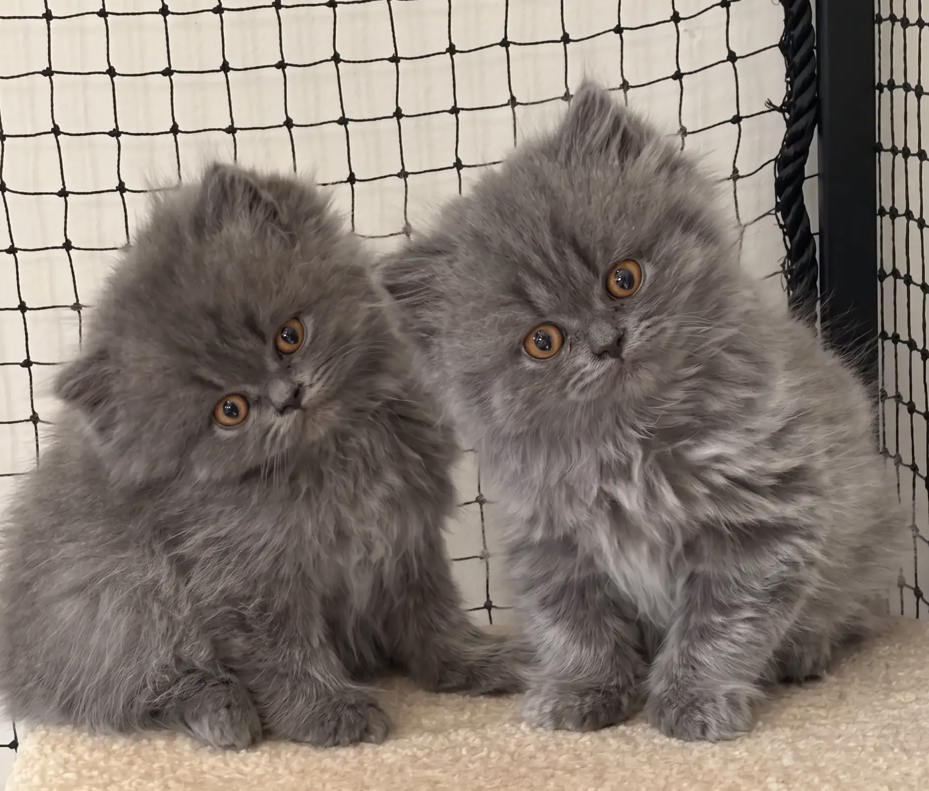 Bringing your British kitten home: what the first week actually looks like