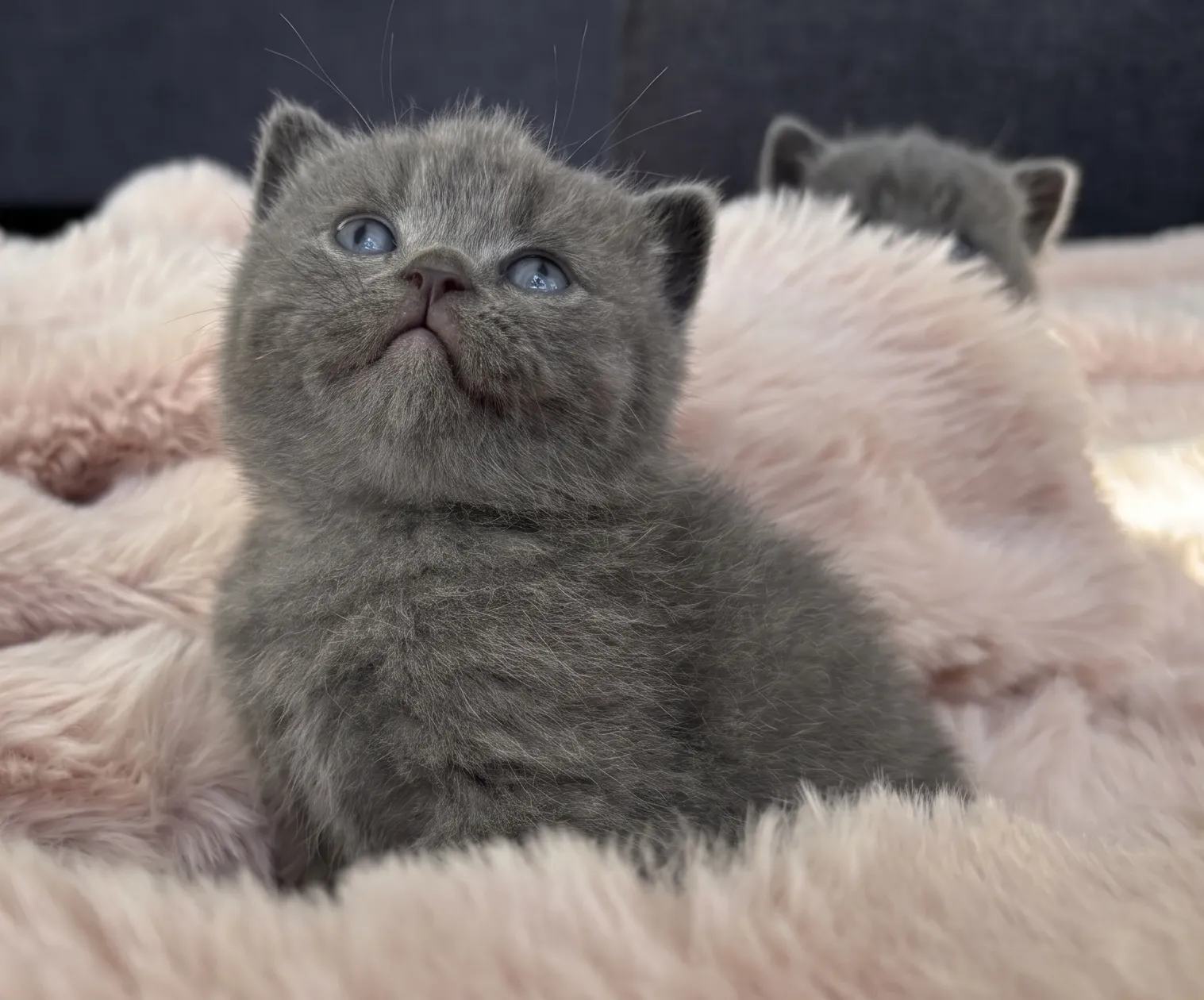 A trio of British kittens