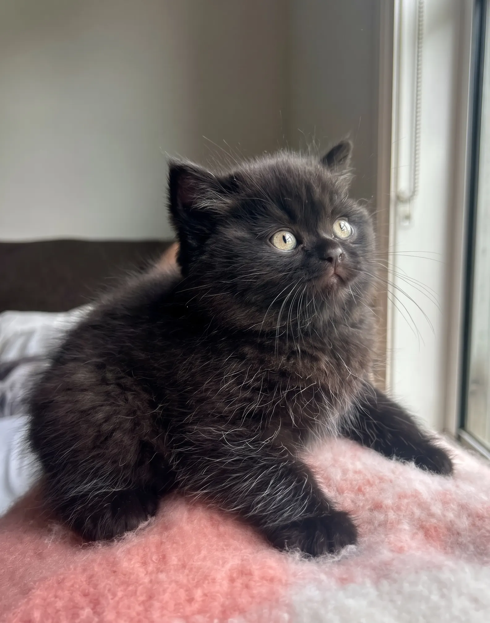 British kitten portrait
