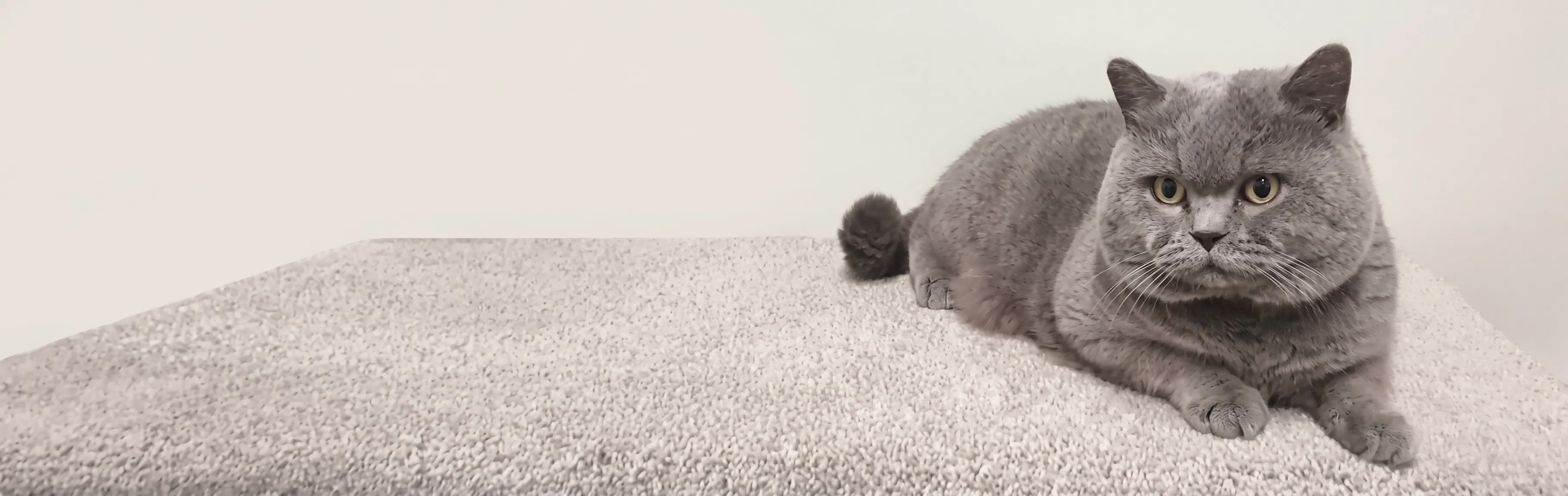 British Shorthair cat at rest