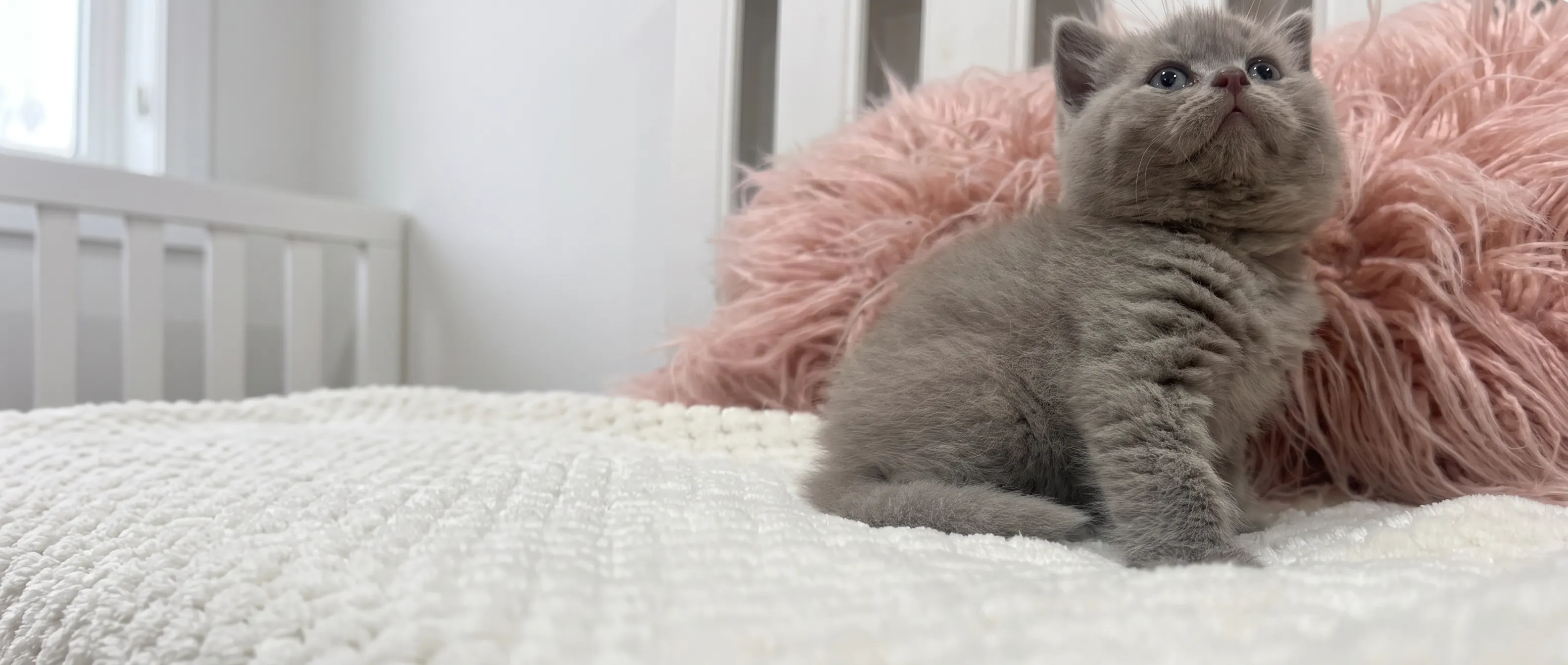 Cattuna British cats and kittens at home