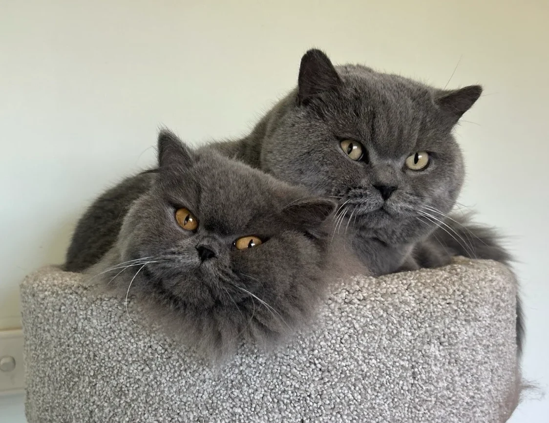 Bert Newton, our blue British Shorthair stud
