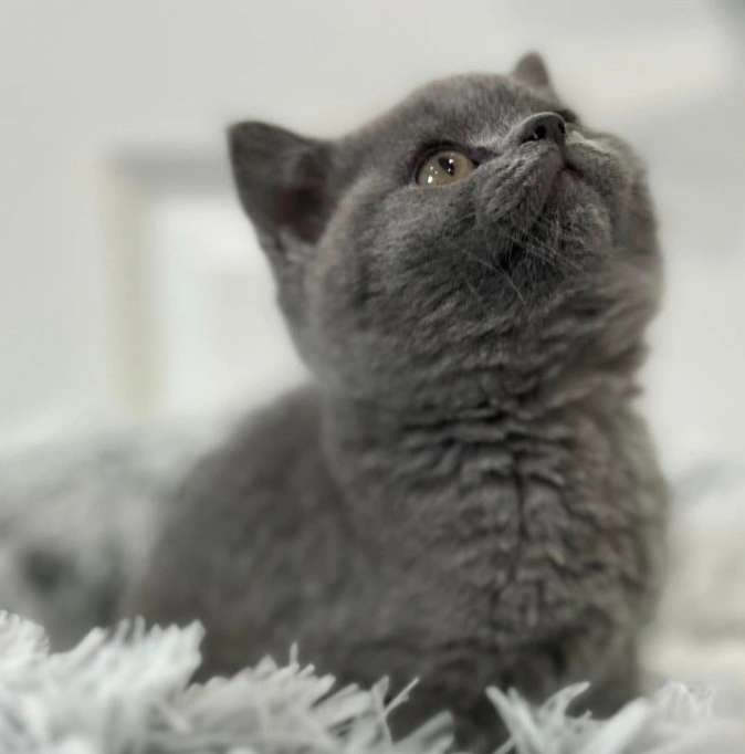 British kitten resting