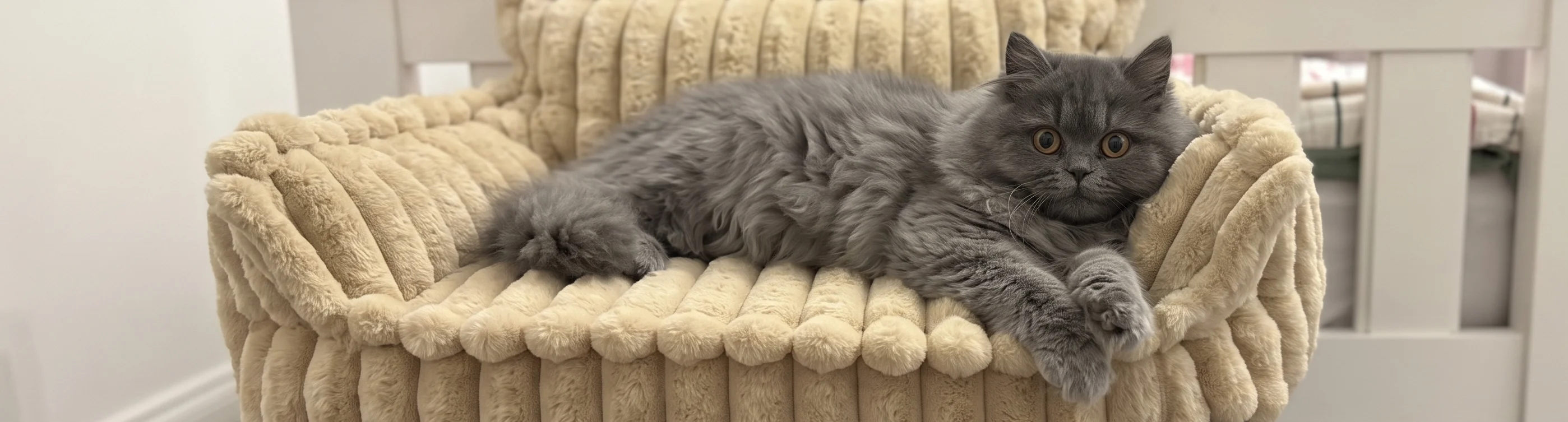 Apply for a Cattuna kitten