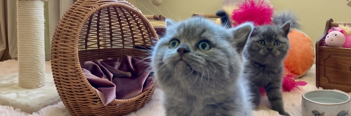 Cattuna kitten settling into a new home