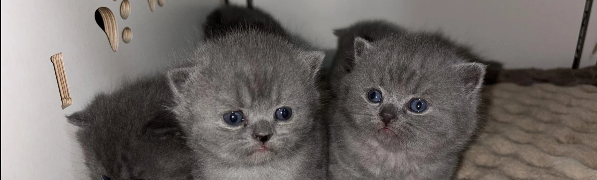 Cattuna Cattery Blog