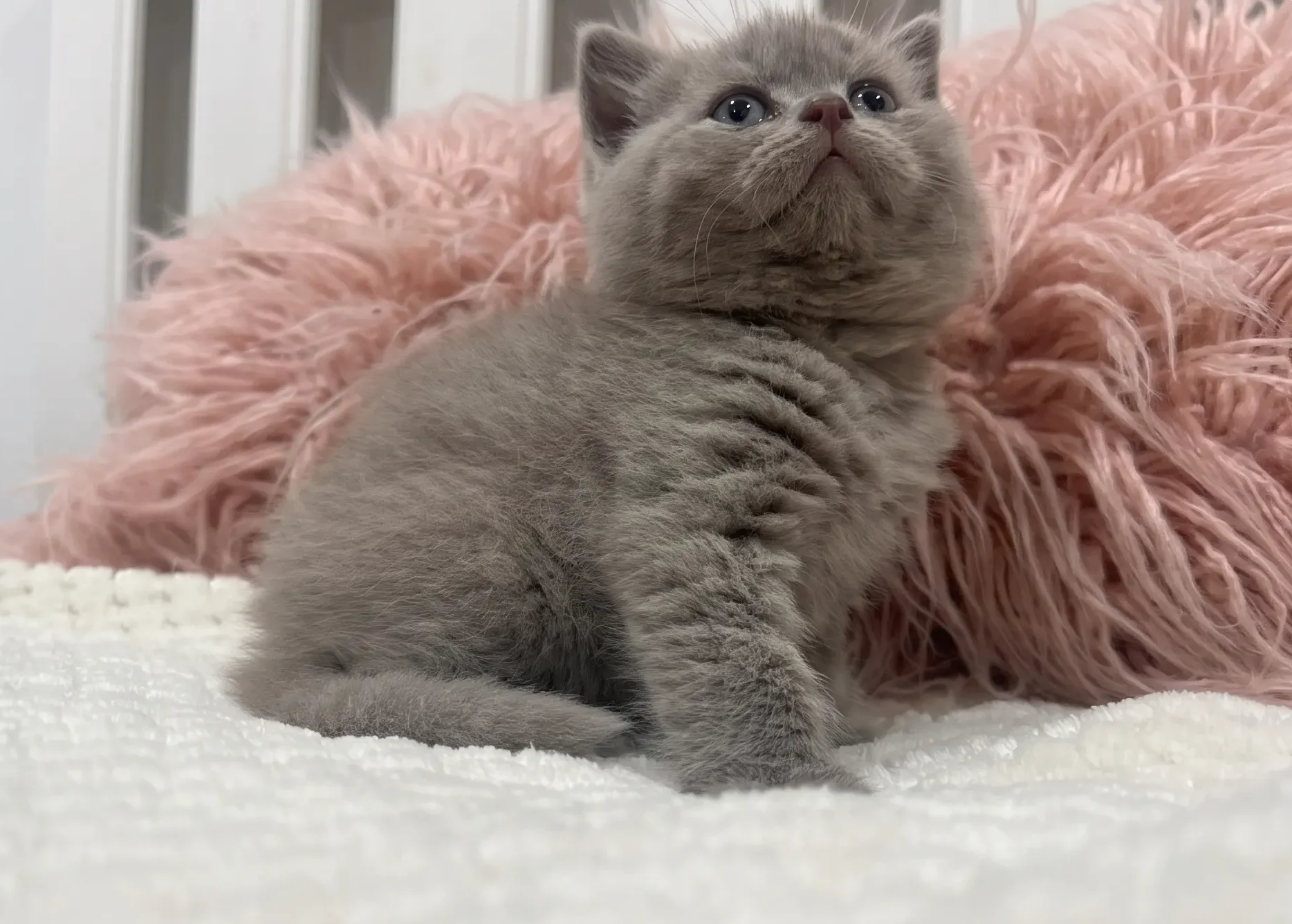Cattuna British cats and kittens at home