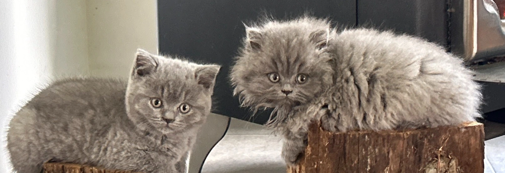 British Shorthair kitten