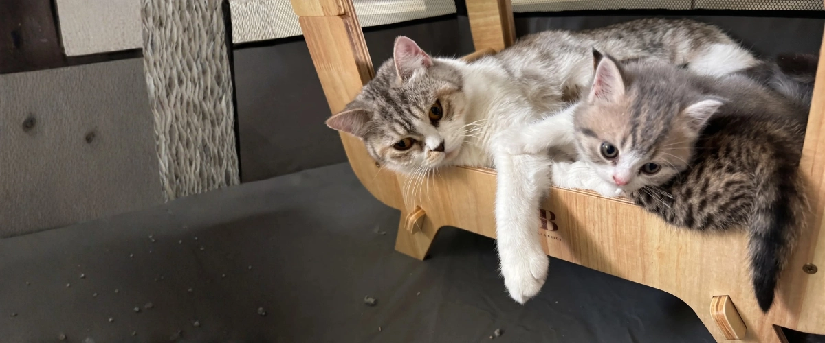 British Shorthair cats