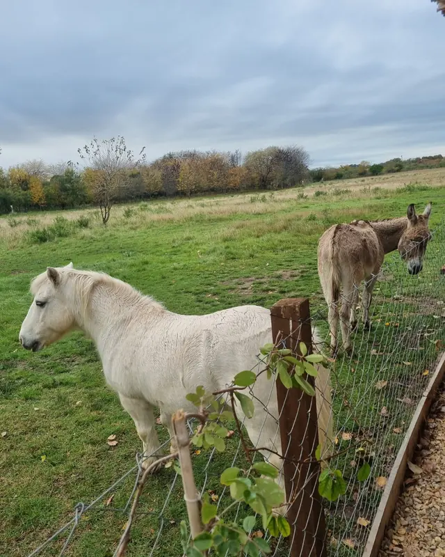 Caballo y burro del campo
