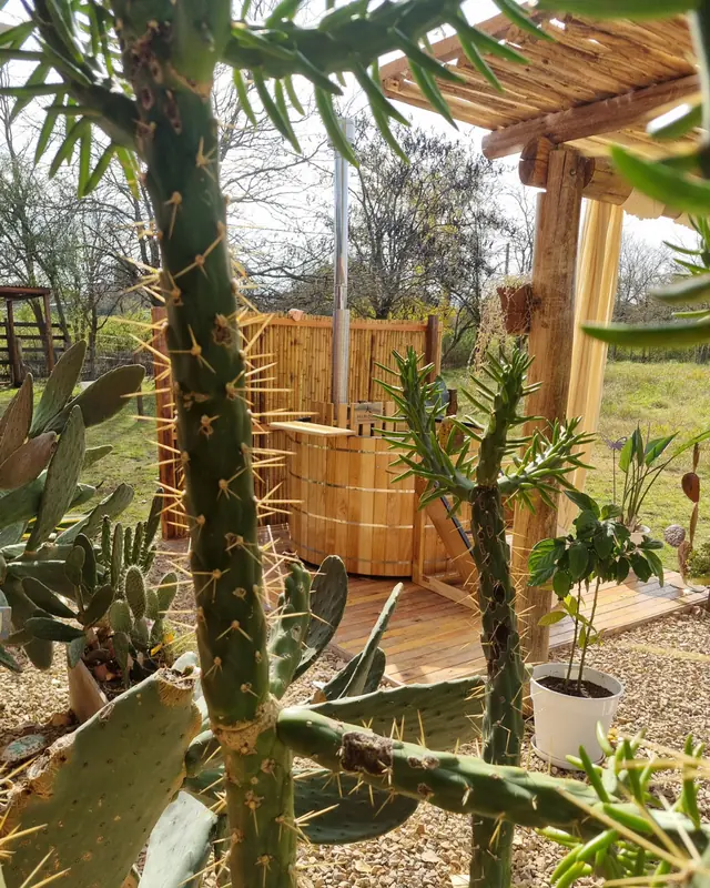 Tinaja entre cactus
