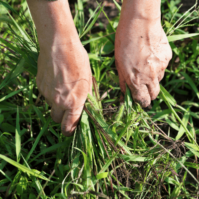 landscaping in Elk grove