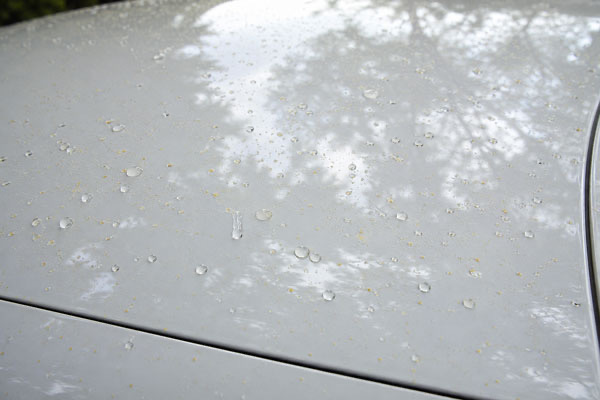Tree sap and pollen beading off ceramic coated white car panel in Northern Virginia